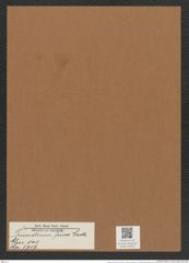 Triceratium ferox Castr. (de-Toni-Nr.: Genus 140, Species 3717) Zeichnungen Sammlung Grunow Mappe 03823 (Herbarium_W_Grunow_drawings_Folder_03823)